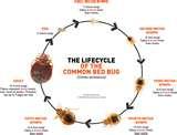 Bed Bugs Htm images