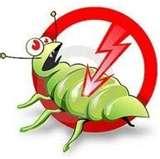 photos of Bed Bugs 10024