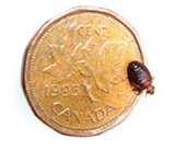 pictures of Bed Bugs Htm