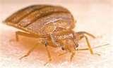 Bed Bugs Vacation Rentals photos