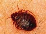 Bed Bugs Europe images