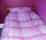 pictures of Bed Bugs Luxor