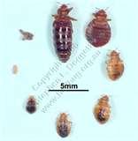 pictures of Bed Bugs Europe