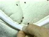 photos of Bed Bugs Europe
