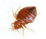 Bed Bugs 14 Days photos