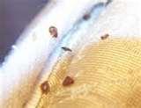 images of Bed Bugs Iowa images of Bed Bugs Iowa