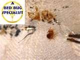 images of Bed Bugs Government