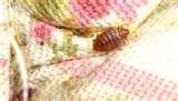 pictures of Bed Bugs 14 Days