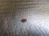 Bed Bugs 14 Days images
