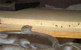 Bed Bugs Iowa pictures Bed Bugs Iowa pictures