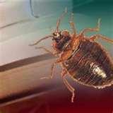 pictures of Bed Bugs 77