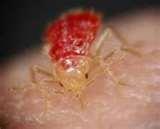 images of Bed Bugs Iowa images of Bed Bugs Iowa