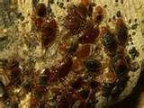 pictures of What Causes Bed Bugs To Occur