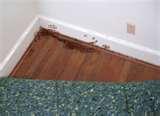 Bed Bugs Rugs pictures Bed Bugs Rugs pictures