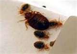 What Causes Bed Bugs To Occur pictures