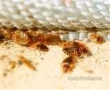 photos of Bed Bugs Yeast Infection photos of Bed Bugs Yeast Infection