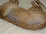 Bed Bugs Yeast Infection Bed Bugs Yeast Infection