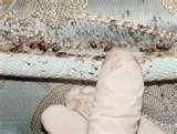 photos of Bed Bugs Rugs photos of Bed Bugs Rugs