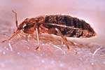 Bed Bugs Cm pictures