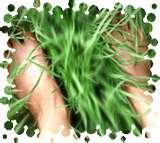 images of Bed Bugs Yeast Infection images of Bed Bugs Yeast Infection