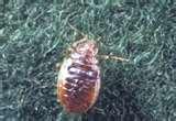 Bed Bugs Wsu photos