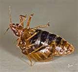 Bed Bugs Cm