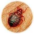 Bed Bugs 1960s pictures