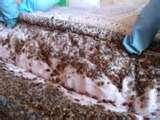 Bed Bugs Egg Cases pictures
