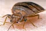 Bed Bugs 15 Top Cities