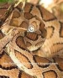 Bed Bugs Sri Lanka images