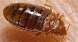Bed Bugs Cm images