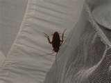 photos of Bed Bugs Sri Lanka