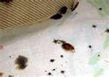 images of What Causes Bed Bugs To Occur