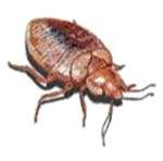 images of Bed Bugs Cm