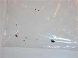 Bed Bugs Cm images