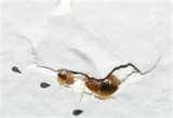 What Causes Bed Bugs To Occur
