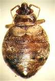 Bed Bugs Egg Cases images