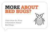 photos of Bed Bugs 1960s