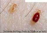 Bed Bugs Rugs photos Bed Bugs Rugs photos