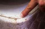 images of Bed Bugs Rugs images of Bed Bugs Rugs