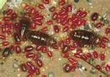 pictures of Bed Bugs 1960s
