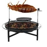 photos of Bed Bugs Oklahoma photos of Bed Bugs Oklahoma