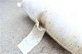 Bed Bugs Oklahoma Bed Bugs Oklahoma