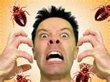 pictures of How Do You Get Rid Of Bed Bugs By Yourself