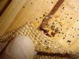 How Do You Get Rid Of Bed Bugs By Yourself images