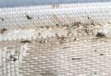 photos of Bed Bugs Oklahoma photos of Bed Bugs Oklahoma