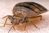 Bed Bugs Queensland images