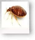 Bed Bugs Oklahoma pictures Bed Bugs Oklahoma pictures