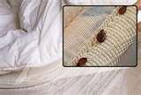 Bed Bugs Where They Come From pictures