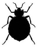 Bed Bugs Pyrethroid Resistance images